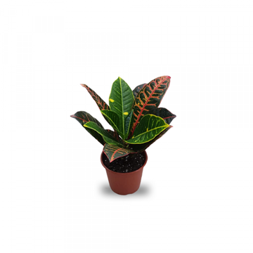 Croton Indoor